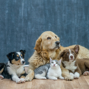 Cat and dog pet portrait