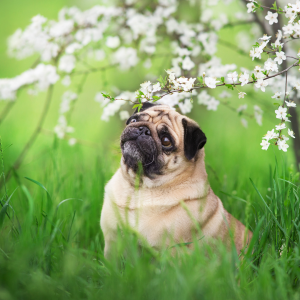 Pug dog sitting in grass with flower branch