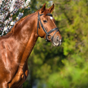 Chestnut horse with bridle outside