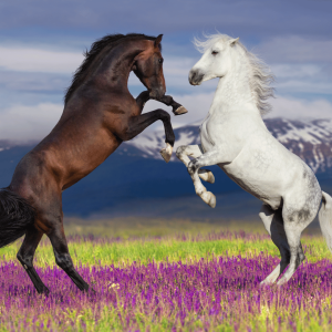 Bay and gray horse rearing together in a flower field