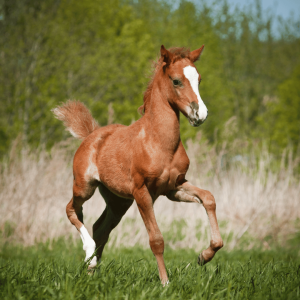 Chestnut foal running through field