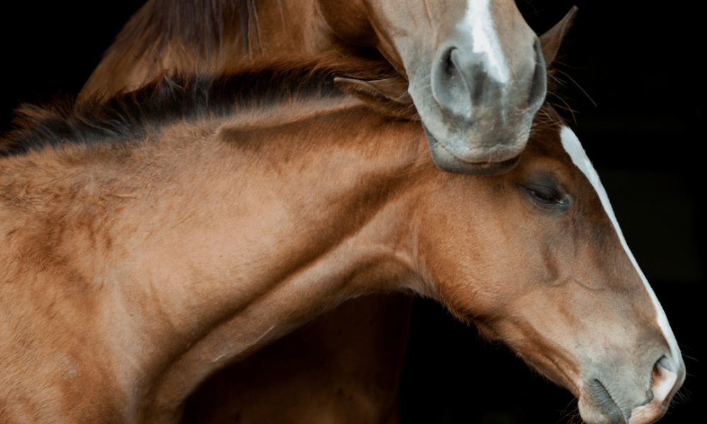 A bay horse and foal embracing against a black background