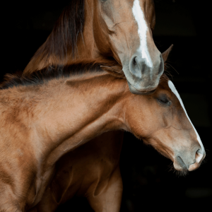 A bay horse and foal embracing against a black background