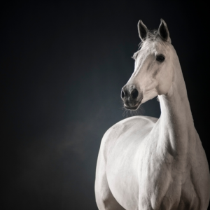 Grey horse full shot in shadowy, dramatic photoshoot for MirrorMePR