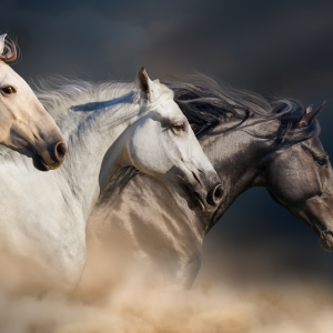 Close up of 3 horses running