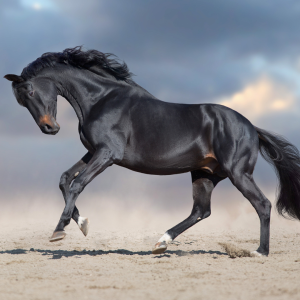 Black and brown horse full body trotting photoshoot