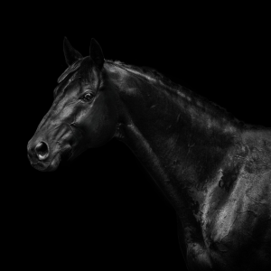 Headshot of black horse with black studio background