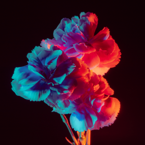 Flowers with blue and red lighting in a studio photoshoot