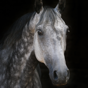 Close up of horse in black studio photoshoot