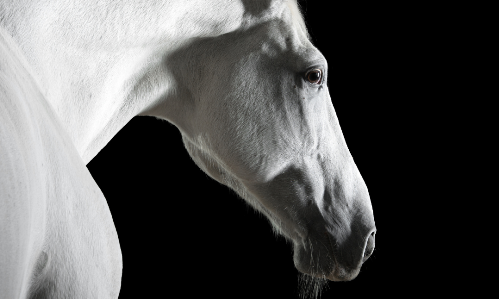 Grey horse in shadowy dramatic photoshoot