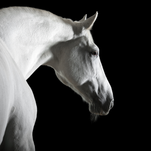 Grey horse in shadowy, dramatic photoshoot for MirrorMePR