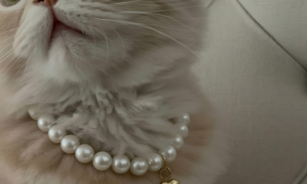 Kitten modelling pearl collar for a luxury pet brand