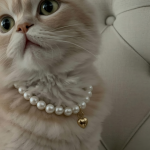 Kitten modelling pearl collar for a luxury pet brand