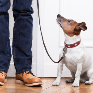 Jack Russell dog on pet brand lead and collar looking up at owner