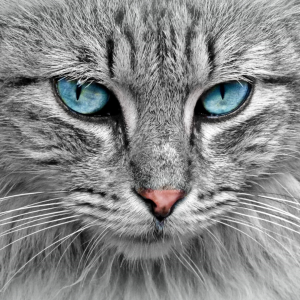 Close up of grey cat's face with light blue eyes