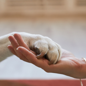 Pet owner holding their dog's paw