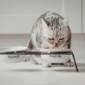 Grey cat eating from pet brand bowl