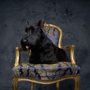 Black dog sat on luxury pet brand golden and velvet chair