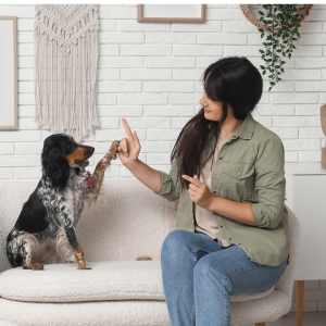 Pet owner teaching their dog tricks on white couch